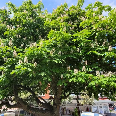 Hustadt